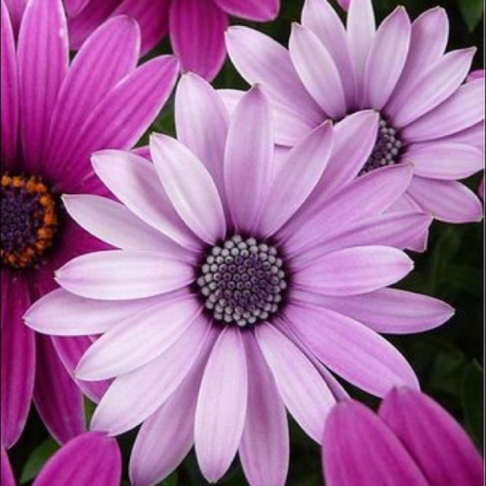 Meet your Posher, Lillienne